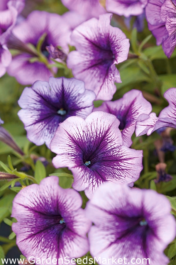 Záhradné petúnie "Rainbow (Rainbow)" - fialová - Petunia hyb. grandiflora  nana - semená – Garden Seeds Market | Doprava zdarma