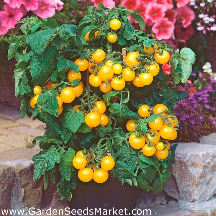 Μίνι Κήπος - Κίτρινη ντομάτα κερασιού - για καλλιέργεια σε μπαλκόνια και  βεράντες - Lycopersicon esculentum - σπόροι – Garden Seeds Market | Δωρεάν  αποστολή
