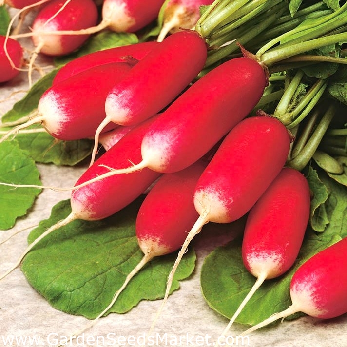 Radish Opolanka Medium Long Red White Tipped Roots 425