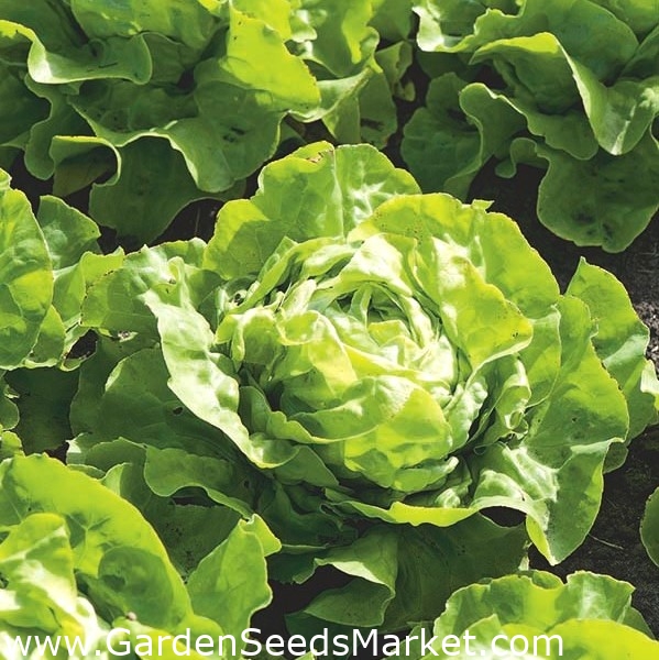 Hlávkový salát "Lento" - pro celoroční pěstování - 900 semen - Lactuca  sativa L. var. Capitata - semena – Garden Seeds Market | Doprava zdarma