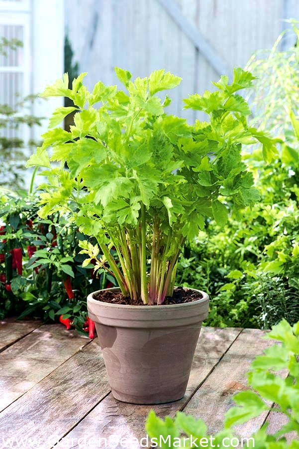 Mini Garden - Φύλλο σέλινο - για την καλλιέργεια μπαλκονιών και βεράντας -  Apium graveolens var. Secalinum - σπόροι – Garden Seeds Market | Δωρεάν  αποστολή
