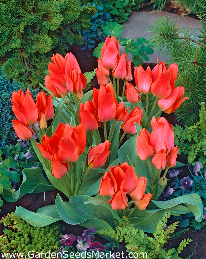 Купить Осенние Луковичные Цветы Почтой Недорого 2025