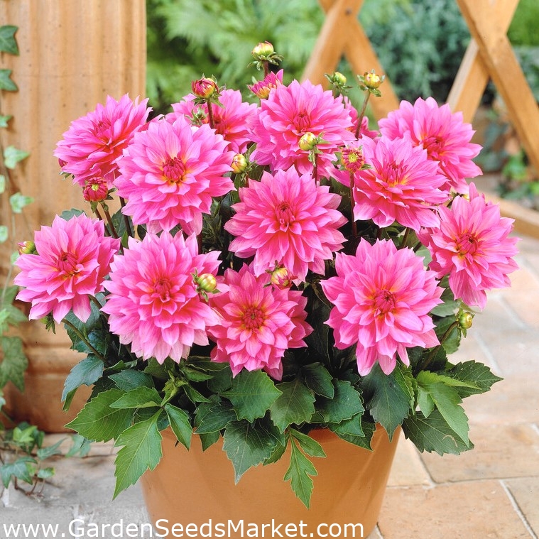 גלריה דליה רנואר - Dahlia – Garden Seeds Market | משלוח חינם