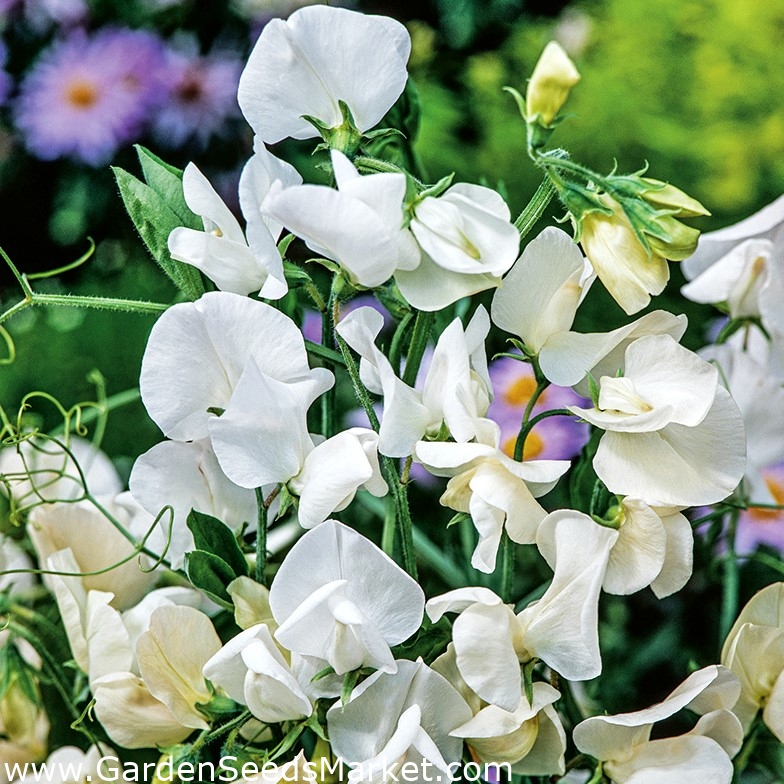 Guisante de olor - blanco - 36 semillas - Lathyrus odoratus – Garden Seeds Market | Envío gratis Guisante de olor - blanco - 36 semillas - Lathyrus odoratus – Garden Seeds Market | Envío gratis