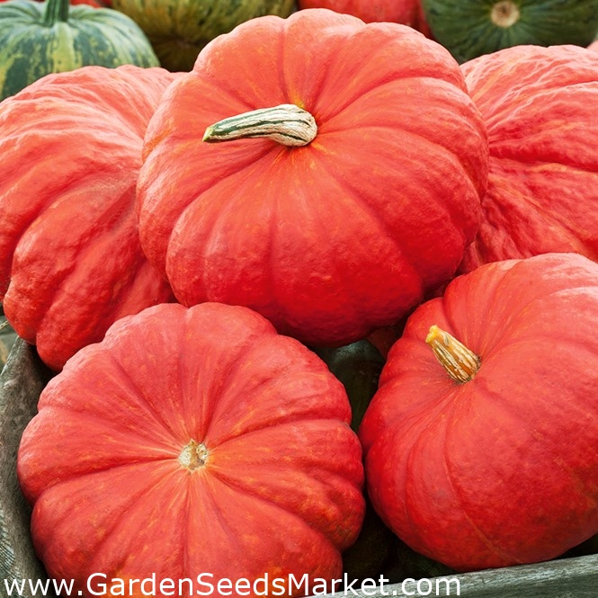 Zucca Gigante - Rouge vif d'Etampes - 9 semi - Cucurbita maxima – Garden  Seeds Market | Spedizione gratuita