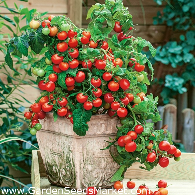 Paradajka "Vilma" - malá, červená odroda ideálna na pestovanie kvetov -  Lycopersicon esculentum Mill - semená – Garden Seeds Market | Doprava zdarma