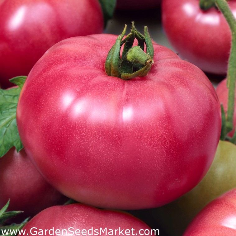Tomat – Raspberry Ozarowski - 100 frø - Lycopersicon esculentum – Garden  Seeds Market | Gratis frakt