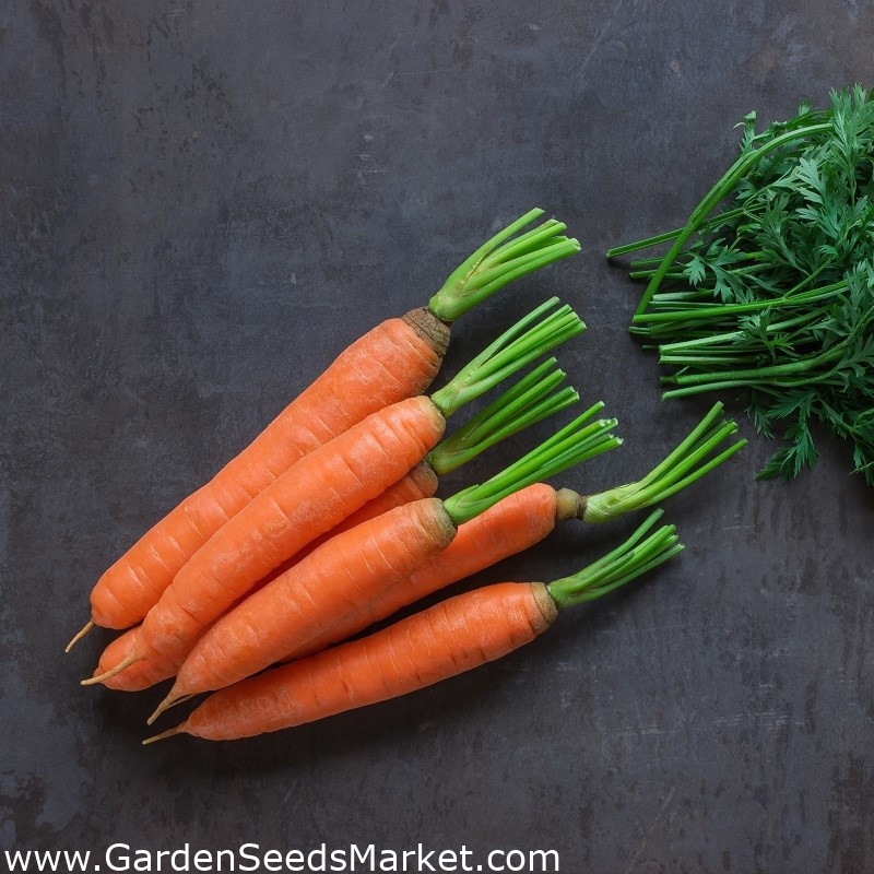Porkkana "Bolero F1" - SIEMENTAPA - – Garden Seeds Market | Ilmainen  toimitus