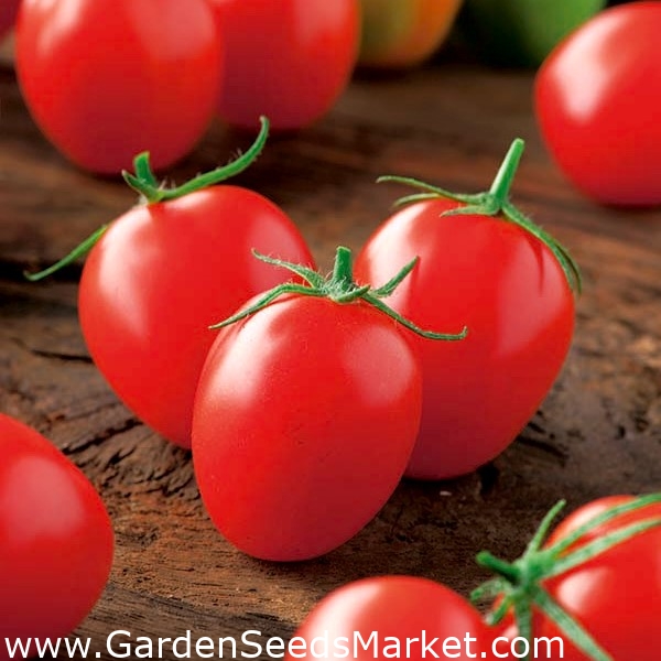 Τομάτα κερασιάς "Principe Borghese" - – Garden Seeds Market | Δωρεάν  αποστολή