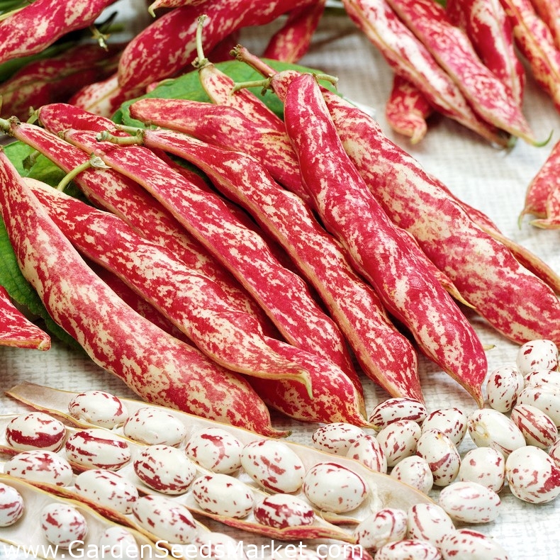 ドワーフビーンボロットの種子 Phaseolus Vulgaris 30種子 Phaseolus Vulgaris L シーズ Garden Seeds Market 送料無料