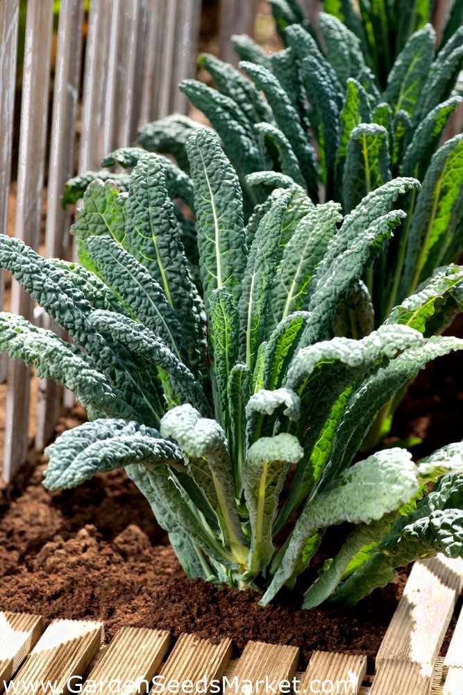 Fodros kel - Nero di toscana - 540 magok - Brassica oleracea L. var.  sabellica L. – Garden Seeds Market | Ingyenes szállítás