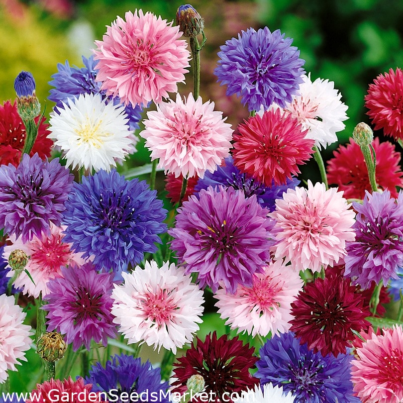 Cyanus Bachelor Button Double Mixed Colors Seeds from Ferry-Morse Seeds