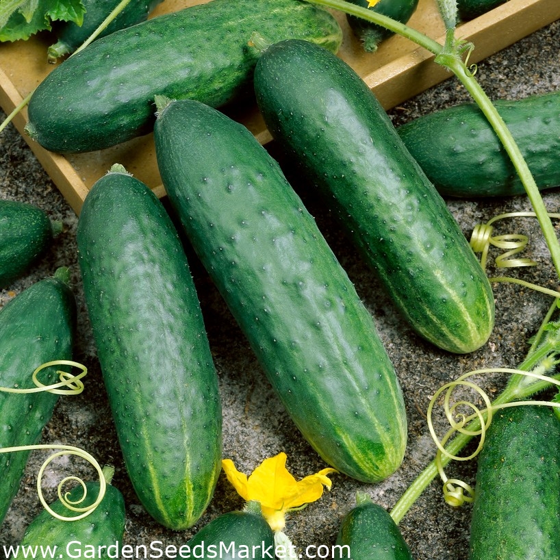 Agurk - Delicius - 200 frø - Cucumis sativus – Garden Seeds Market | Gratis  frakt