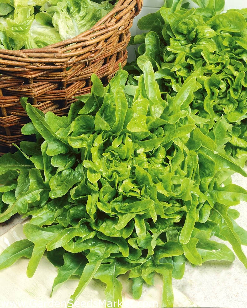 Салат дубачек. Lactuca Sativa l.. Салат (Lactuca Sativa l.). Салат листовой Дубачек. Салат дубовый листовой зеленый.