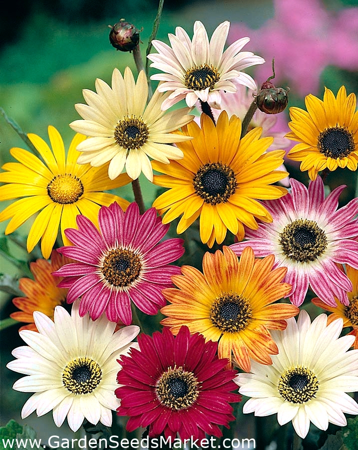 Arctotis X Hybrida 非洲雏菊 90粒种子 種子 Garden Seeds Market 免费送货