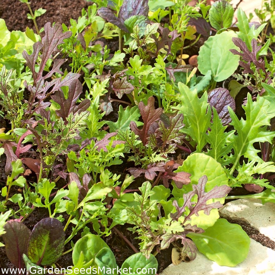 Mini záhrada - Aromatické listy - na balkónové a terasové kultúry - –  Garden Seeds Market | Doprava zdarma