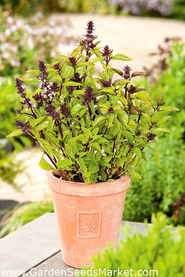 30 Seeds in Frozen Seed Capsules\u2122 for Seed Saving or Planting Now Ocimum basilicum Emily Basil Seeds