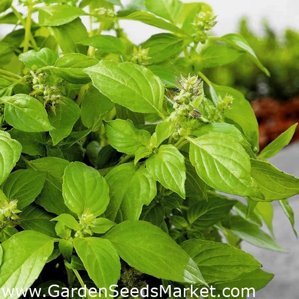 Basilikum - Fine Verde - 325 frø - Ocimum basilicum – Garden Seeds Market |  Gratis frakt