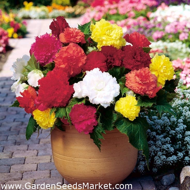 Begonia Fimbriata Mix 2 Bulbs Garden Seeds Market Free Shipping