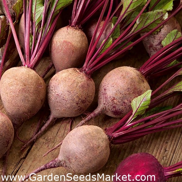 ビートルート Roy F1 規則的な形をした根を作り出す中世初期の品種 Beta Vulgaris シーズ Garden Seeds Market 送料無料