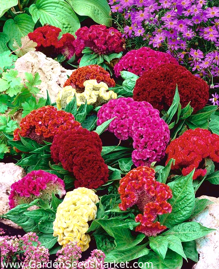 Cockscomb混合種子 Celosia Argentea Cristata Nana 600種子 シーズ Garden Seeds Market 送料無料