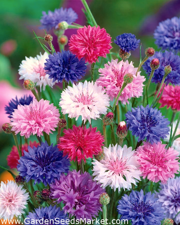 cornflower blue shoes