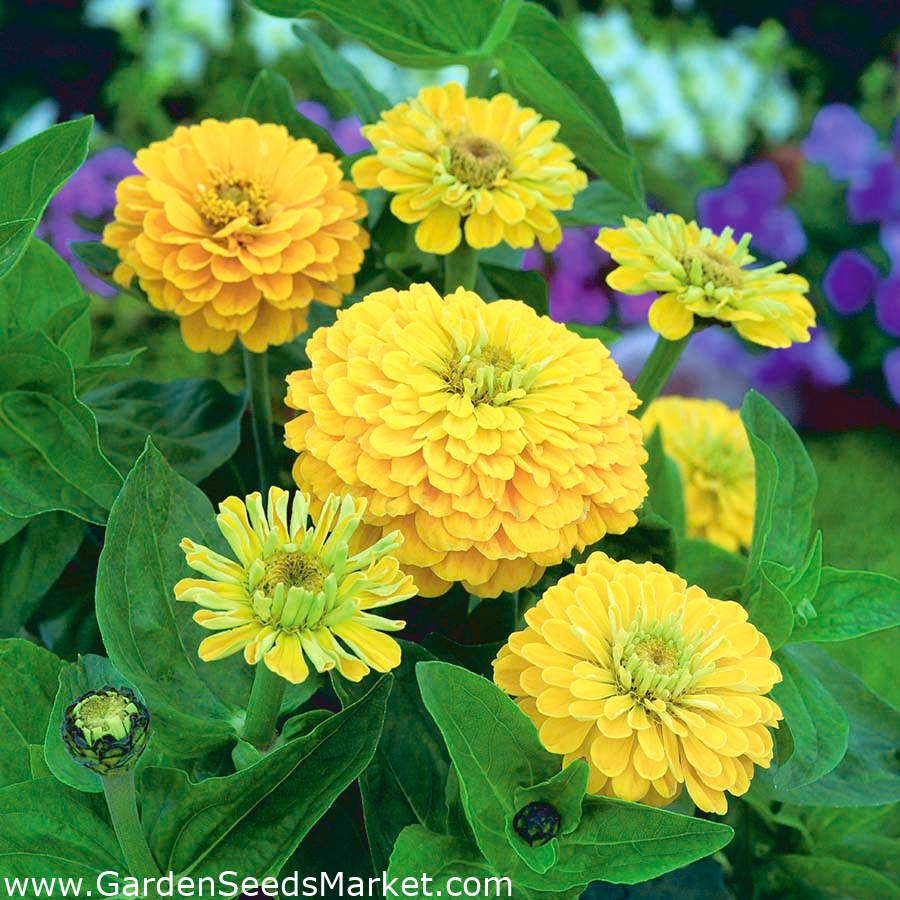 ダリアの花が咲く一般的な百日草 カナリアの鳥 1種 Zinnia Elegans Dahliaeflora シーズ Garden Seeds Market 送料無料