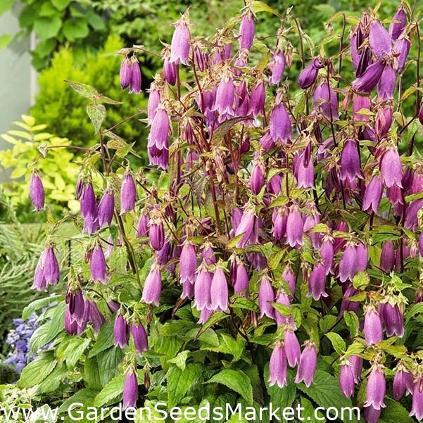 ベルフラワーチェリーベルズ種子 カンパニュラpunctata 10種子 Campanula Punctata シーズ Garden Seeds Market 送料無料