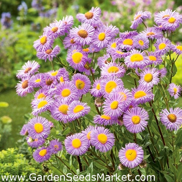 Aspen fleabane - en original, lilje-rosa blomst - Erigeron speciosus - frø  – Garden Seeds Market | Gratis frakt