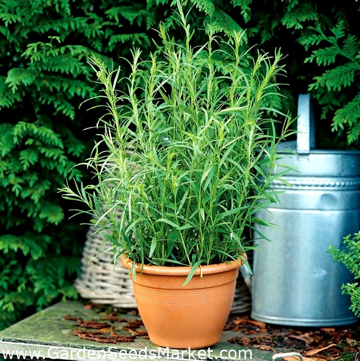 Herb Garden - 8 növényi növény magja, az íz és az illat titka - - magok –  Garden Seeds Market | Ingyenes szállítás