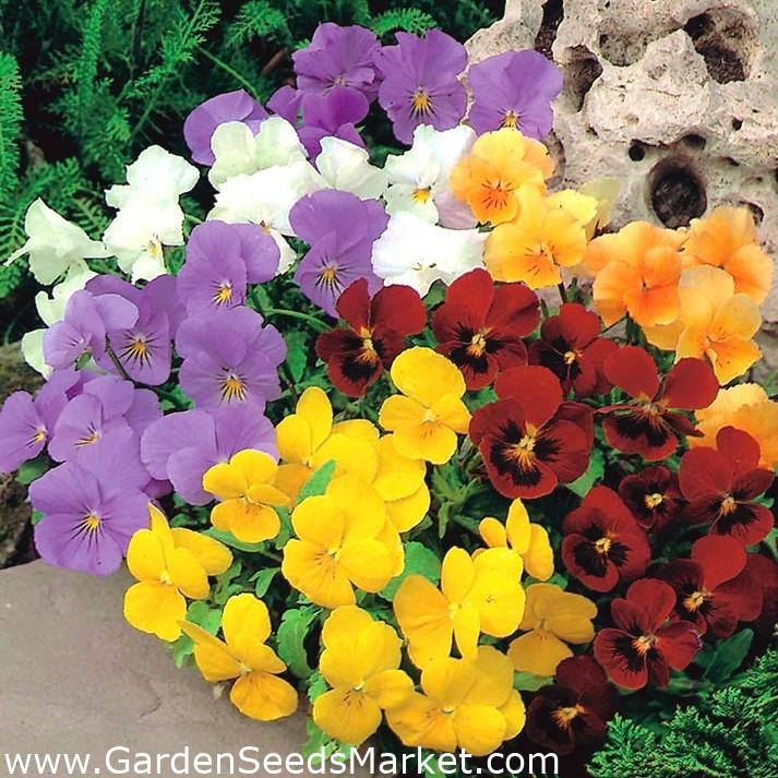 Pensée à cornes - mélange de variétés - 270 graines - Viola cornuta –  Garden Seeds Market | Livraison gratuite
