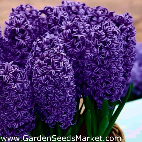 ヒヤシンスピーターstuyvesant 3個 Hyacinthus Garden Seeds Market 送料無料