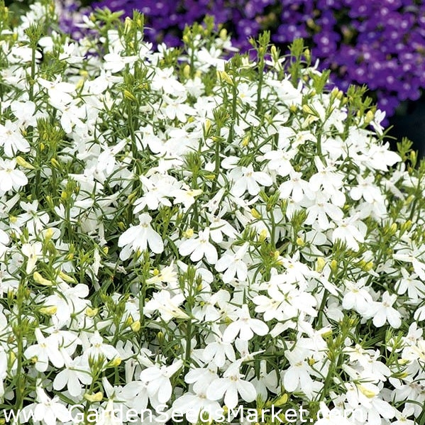 Lobelia bianca; lobelia del giardino, lobelia finale - Lobelia erinus –  Garden Seeds Market | Spedizione gratuita