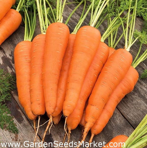 Yard, Garden & Outdoor Living Other Seeds & Bulbs 500 pcs Carrot F1