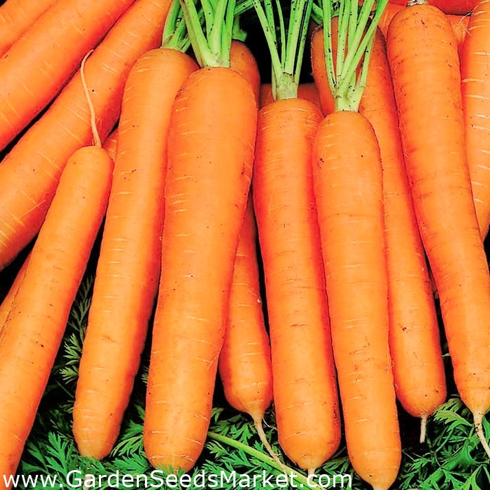 Carrot "Jagna" COATED SEEDS Garden Seeds Market Free shipping