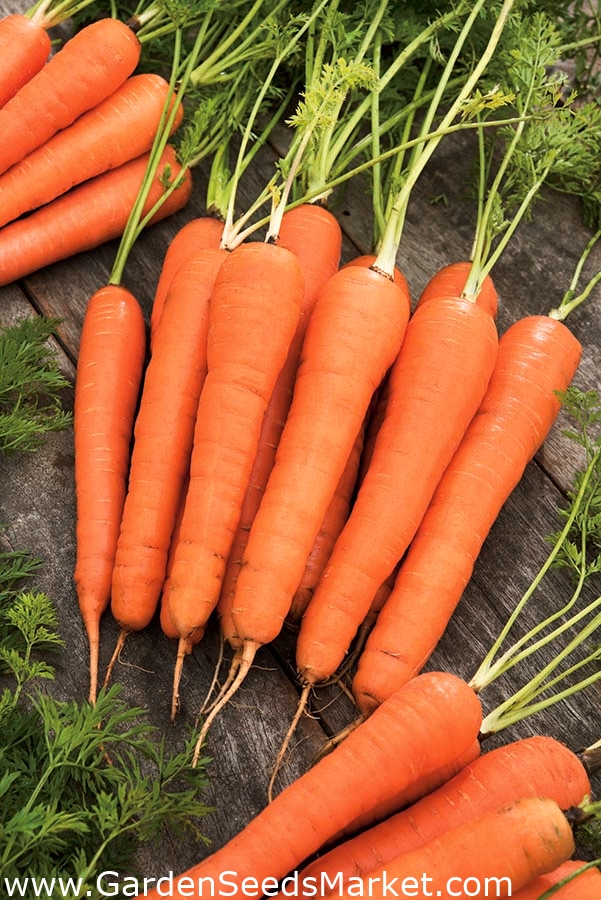 Где Можно Купить Сорт Моркови Терракота