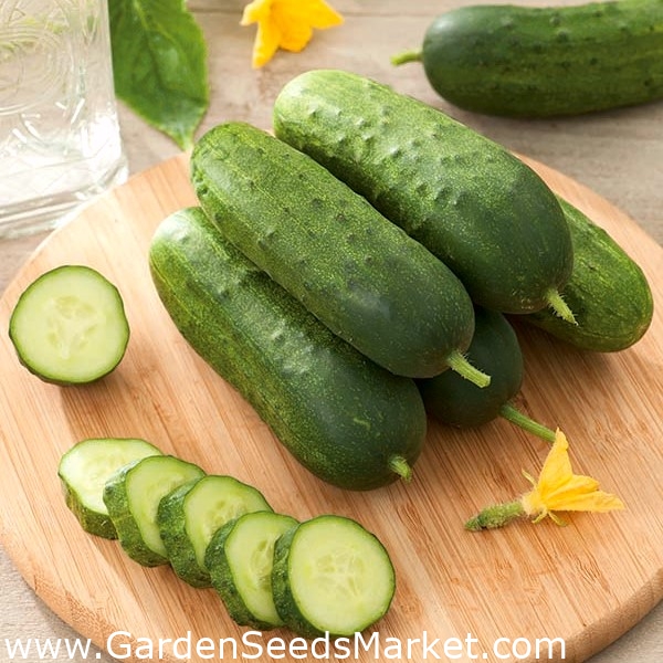 キュウリ Frykas F1 フィールド ピクルスの品種 160種子 Cucumis Sativus シーズ Garden Seeds Market 送料無料