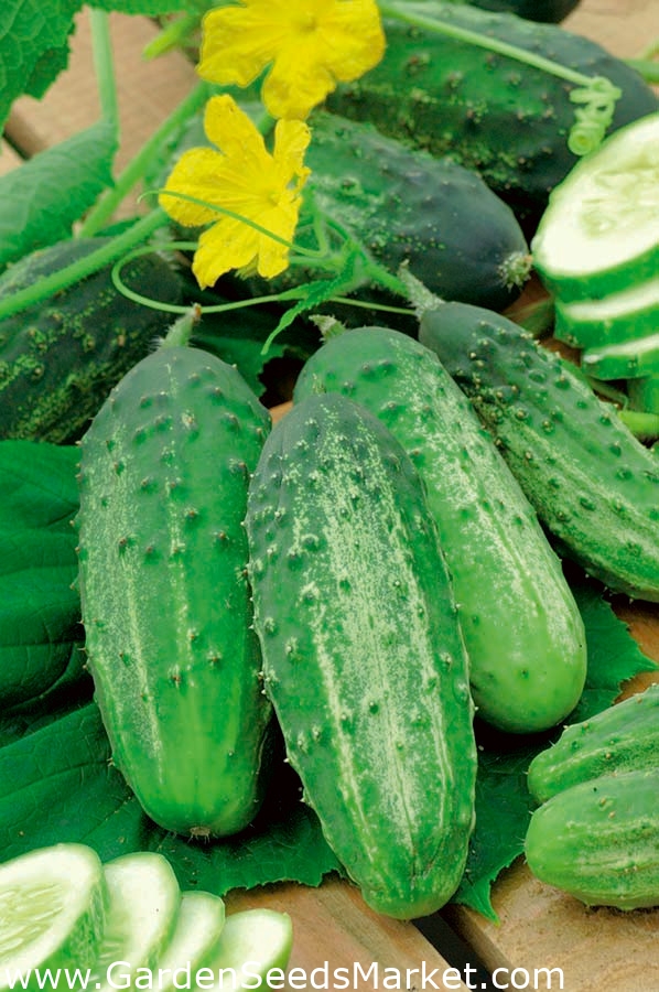Cucumber "Julian" pickling variety SEED TAPE Garden Seeds Market