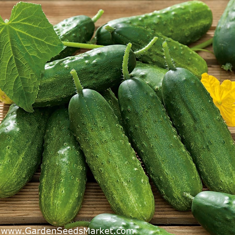 きゅうり Kmicic 酸洗 苦味のない品種 105種子 Cucumis Sativus シーズ Garden Seeds Market 送料無料