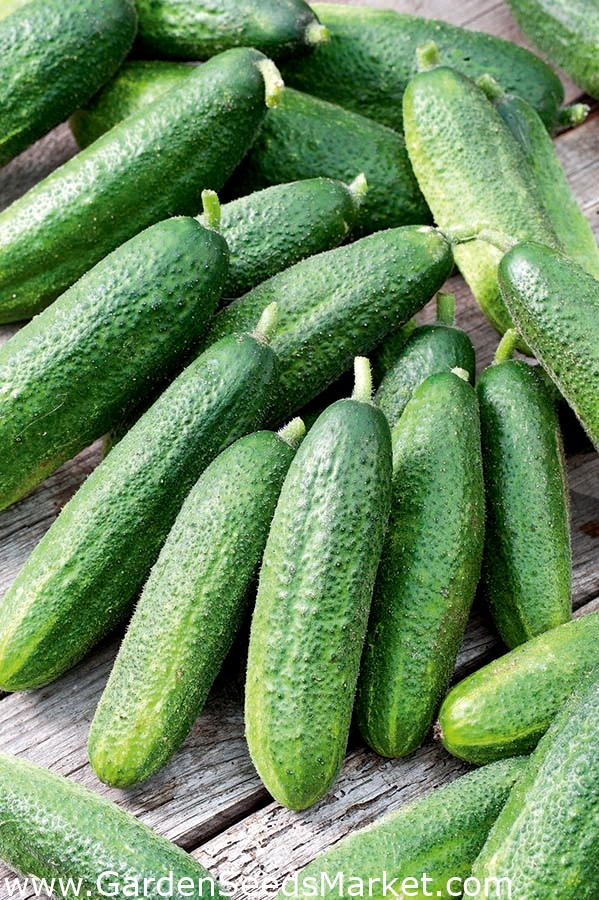 Cucumber "Partner F1" for greenhouse, tunnel and field cultivation