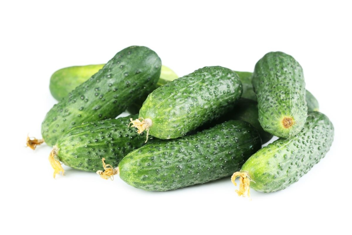 BIO Cucumber "Cornichon de Paris" certified organic seeds Garden