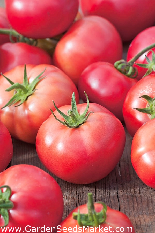 Tomate "Berner Rose" - Zwergsorte für den Anbau im Freiland oder unter  Schutzabdeckungen – Garden Seeds Market | Kostenloser Versand
