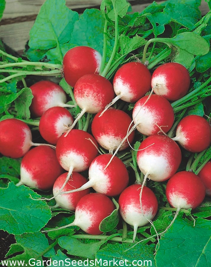 100 грамм редиса. Редька и редиска. Семена редис Radish Grimson giant. Семена редиса синего цвета. Raphanus sativus семена Германия.