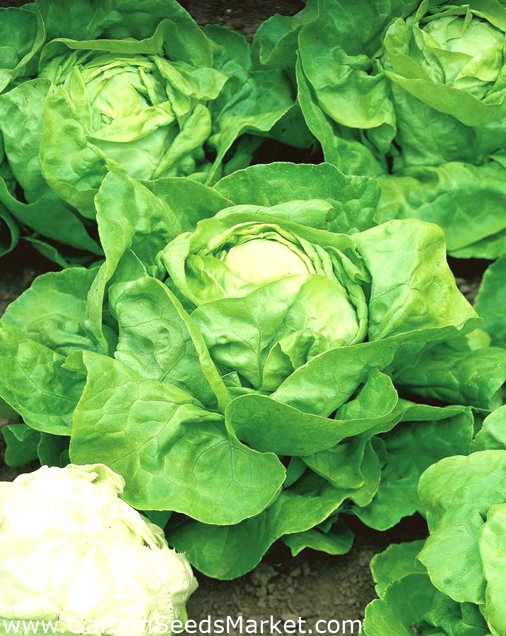 バターヘッドレタス Syrena 淡い緑の葉 900種子 Lactuca Sativa L Var Capitata シーズ Garden Seeds Market 送料無料
