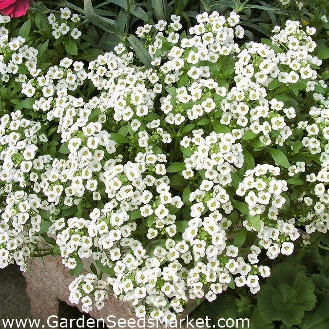 Silkedodre - hvit - 1750 frø - Lobularia maritima – Garden Seeds Market |  Gratis frakt