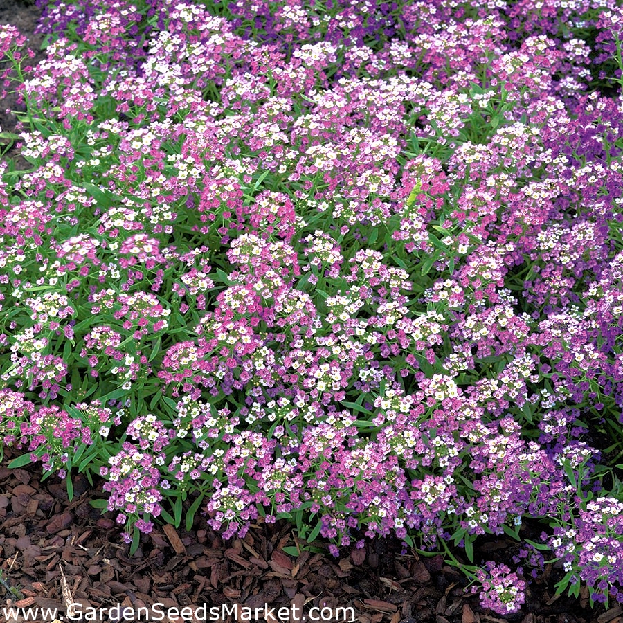 Lily-violeta dulce alyssum, Sweet alison - 1750 semillas - Lobularia  maritima. – Garden Seeds Market | Envío gratis