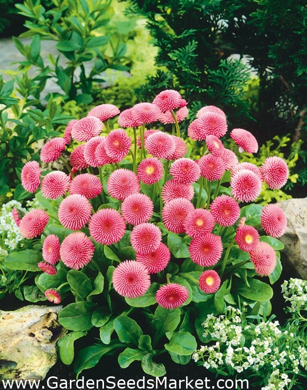 Semi Di Cavolo - Selezione Di 4 Varietà - - Garden Seeds Market | Spedizione Gratuita - Foto 11