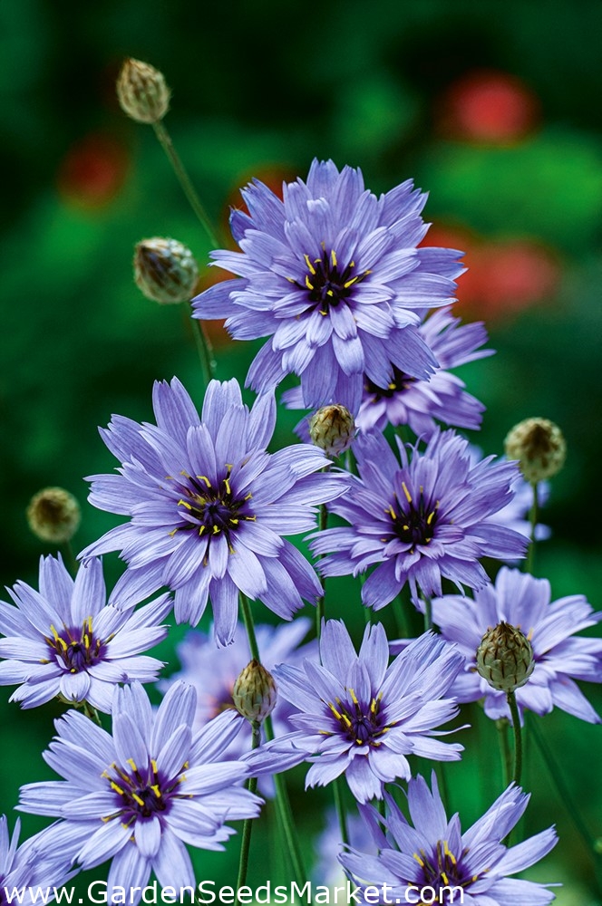 Cupid's Dart seeds Catananche caerulea 80 seeds Garden Seeds