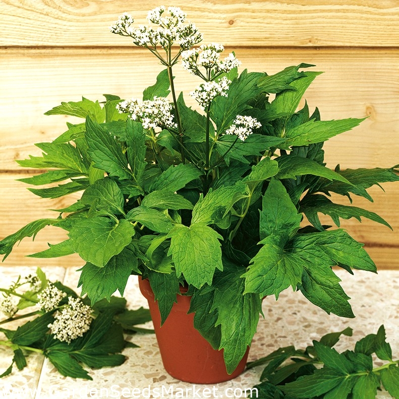 Valeriana común - 280 semillas - Valeriana officinalis – Garden Seeds  Market | Envío gratis
