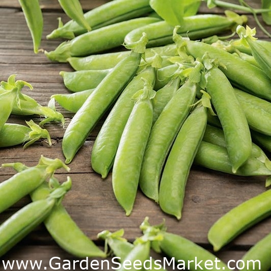 Набръчкани грахови зърна Gloriosa - Pisum sativum – Garden Seeds Market |  Безплатна доставка